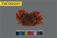 藏品(粗腿擬瘦招潮蟹)的圖片